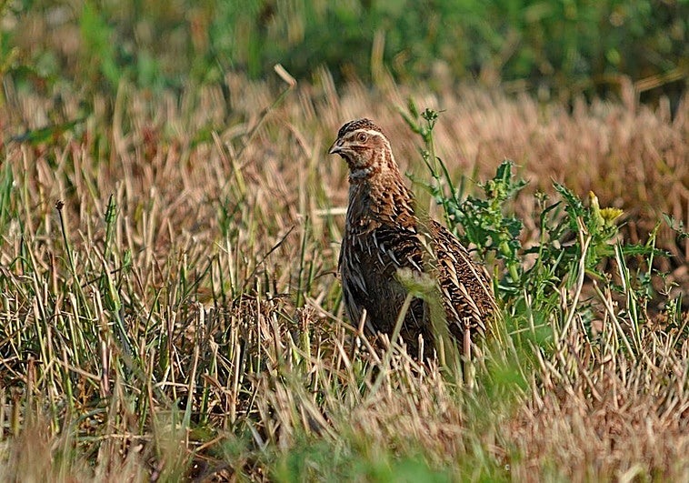 La codorniz: ave que no vuela...